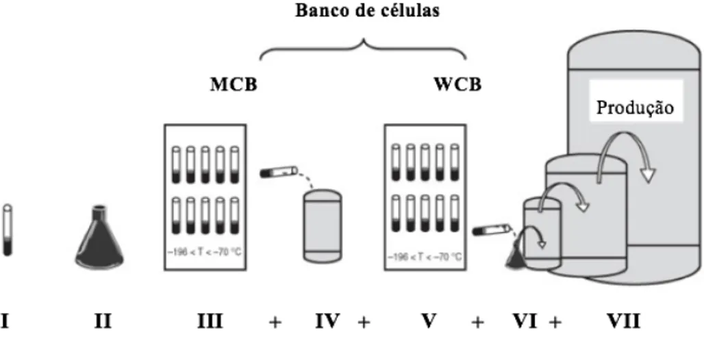 Figura 7. Banco de armazenamento de células para produção de biofármacos  i.  Sistemas de expressão microbianos 