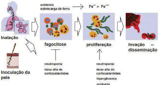 Figura  4:Patogénese  da  mucormicose.  Retirado  e  adaptado  de  (Farmakiotis  &amp;  Kontoyiannis,  2016)