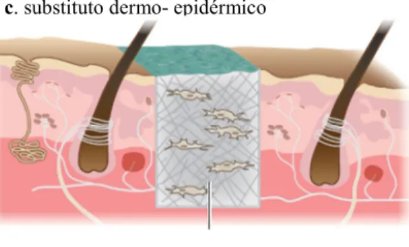 Figura 2 Abordagens actuais da engenharia de tecidos para regeneração da pele (adaptado de (Berthiaume et  al., 2011)) 