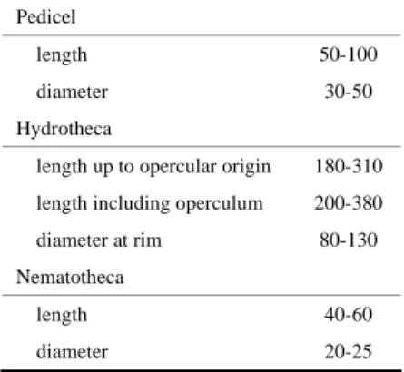 Table 2 . Egmundella species, measurements in µm. 