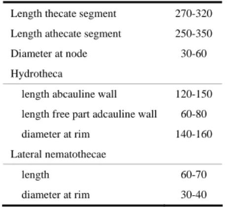 Table 3. Halopteris diaphana, measurements in µm. 