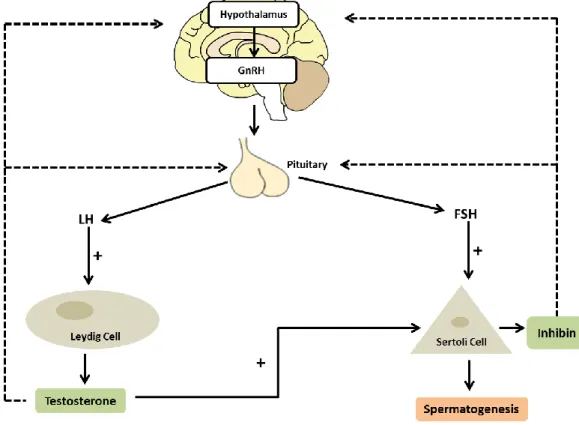 Figure 3: Hormonal regulation of spermatogenesis. The hypothalamus produces gonadotropin releasing  hormone (GnRH) which stimulates the pituitary gland to produce the gonadotropins luteinizing hormone  (LH) and follicle-stimulating hormone (FSH)