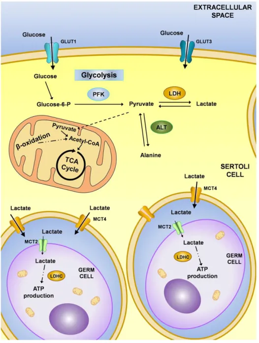 Figure 4: Metabolic cooperation in testis. Glucose is taken up by Sertoli cells from the interstitial fluid  through the action of glucose transporters (GLUT1 and GLUT3)