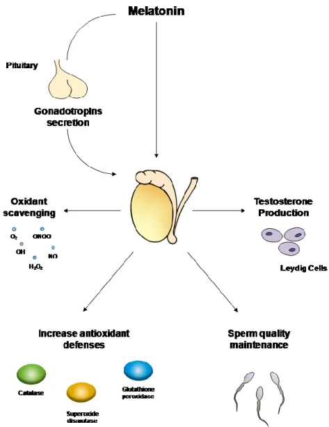 Figure 6:  Illustration of main melatonin functions in male reproductive health. Melatonin acts in the  hypothalamic-pituitary  axis  influencing  the  release  of  gonadotropins,  which  in  turn  regulate  gonadal  function  (particularly  spermatogenesi