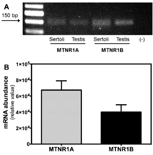 Figure 7: Melatonin receptors in rat Sertoli cells (SCs). Identification and quantification of mRNA for  the  two  subtypes  of  melatonin  receptors  (MTNR1A  and  MTNR1B)  in  rat  SCs
