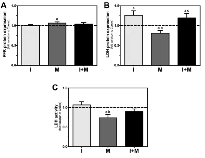 Figure  9:  Phosphofructokinase  1  (PFK1)  protein  expression,  lactate  dehydrogenase  (LDH)  protein  expression  and  LDH  activity  in  rat  Sertoli  cells  (SCs)