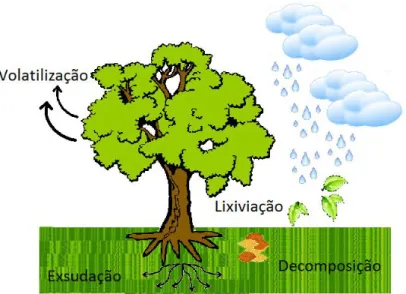 Figura 2. Modo de liberação dos metabólitos secundários pelas plantas. 