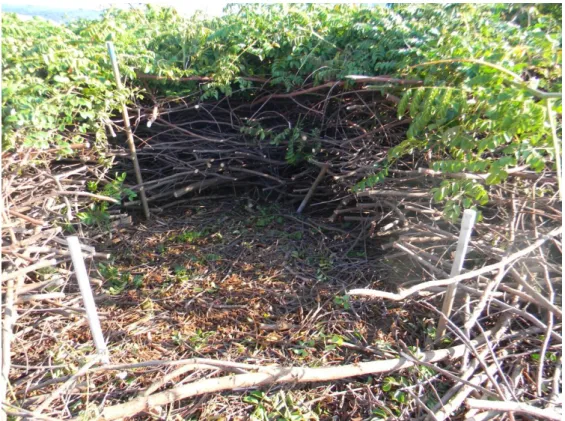 Figura  6.  Área  de  1m 2   demarcada  para  obtenção  da  biomassa  da  parte  aérea  e  radicular  de  Guilandina  bonduc  em  população  de  ocorrência  natural  na  Ilha  de  Trindade