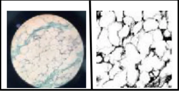 Figura 1. Lâmina histológica de Tecido Adiposo Unilocular antes(figura 1a) e depois (figura 1b) da adaptação