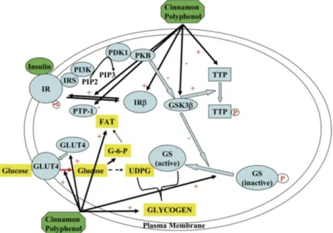 Figure  1  -  A  model  of  actions  by  CP  in  the  insulin  signal  transduction  pathway