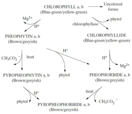 Figure 6- Chlorophyll degradation with the correspondent color losses attributes (De Ancos, et al., 2012).