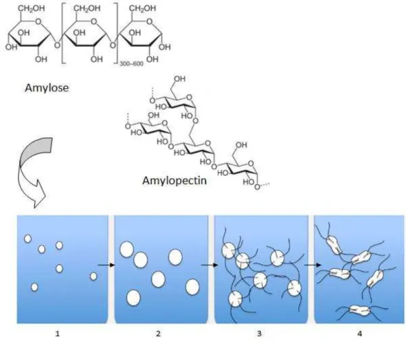 Figure 7- Steps preceding the starch gelatinization process of starch grains in hot water