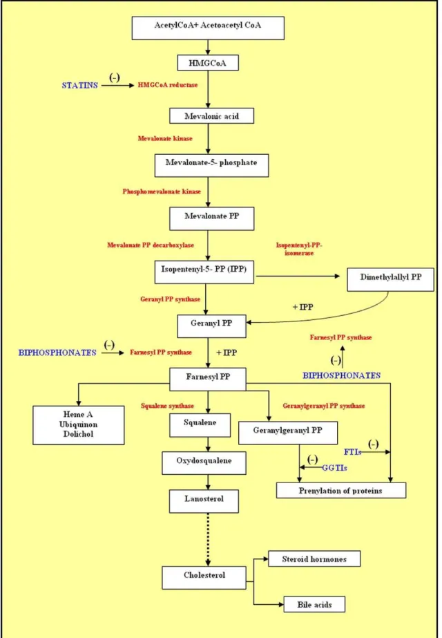 Figura 6. Esquema sumário da via bioquímica do mevalonato. Retirado de Buhaescu &amp; Izzedine (2007 ) 