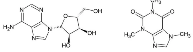 Figura 6 - Estrutura química da adenosina (esquerda) e da cafeina (direita) 