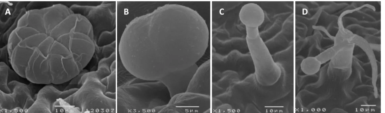 Figura  2  -  Microfotografias  de  tricomas  existentes  em  Lavandula  pedunculata,  obtidas  por  microscopia  eletrónica  de  varrimento:  A,  célula  da  cabeça  de  tricoma  peltado;  B,  tricoma  capitado do tipo I; tricoma capitado do tipo II; C, t