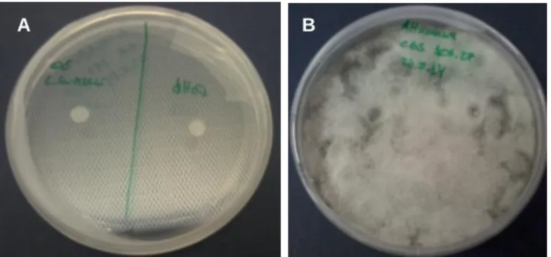 Figura  8  -  Exemplo  de  ensaio  de  inibição  de  Alternaria  citri,  pelo  método  da  sementeira  de  esporos:  A  -  Montagem  do  ensaio  com  placa  de  Petri  inoculada  com  esporos  de  A