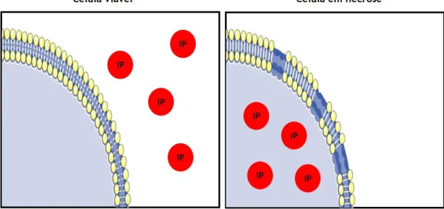 Figura 3.4 – Deteção da necrose com recurso ao iodeto de propídeo. Durante a necrose, o iodeto  de propídeo (IP) penetra nas células, intercala-se no ADN e a sua fluorescência é amplificada