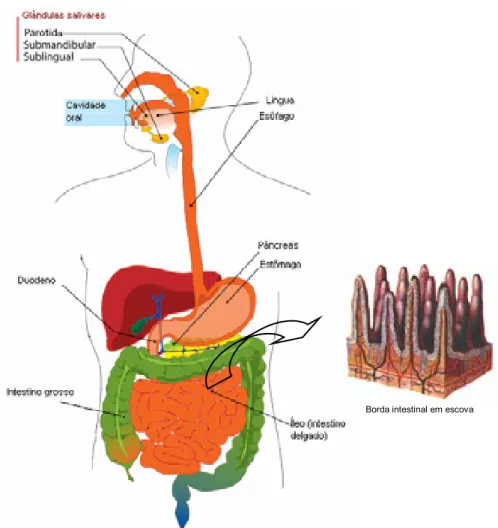 FIGURA 4 – Digestão de carboidratos da dieta. Na boca, a amilase salivar humana produzida pelas  glândulas salivares inicia a digestão do amido
