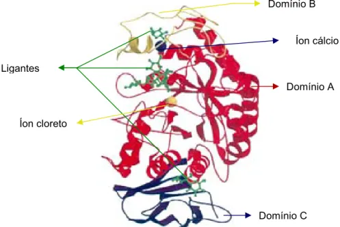 FIGURA 6 – Estrutura tridimensional da amilase pancreática porcina (APP). O domínio A está  mostrado em vermelho, o domínio B em amarelo e o domínio C em roxo