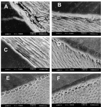 Figura  11 - A. Cavidade em dentina preparada com peça de mão. Efeito do jacteamento na dentina com  micropartículas a diferentes distâncias: B (2 mm); C (4 mm); D (6 mm); E (8 mm); F (10 mm)