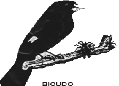 FIGURA 1 – Bicudo  