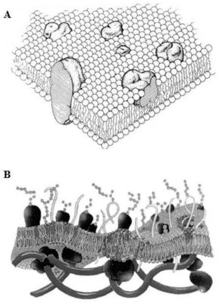 Figure 1.1 – (A) Singer and Nicolson fluid mosaic model: the membrane proteins are “floating in a fluid sea” 