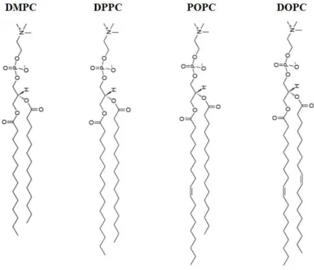 Figure 1.2 – Schematic representation of the structure of the phospholipids used in this work