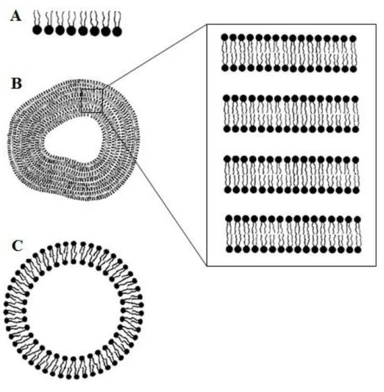 Figure  1.6  –  Schematic  illustration  of  lipid  molecular  aggregates  used  as  model  membrane  systems