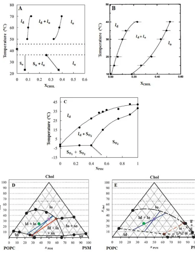 Figure 1.12 – Phase diagrams for phospholipid-cholesterol binary and ternary mixtures used in this work