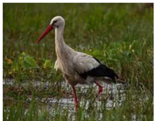 Figure 3. White Stork: Ciconia Ciconia (Wikipedia, Cegonha branca, 2014). 