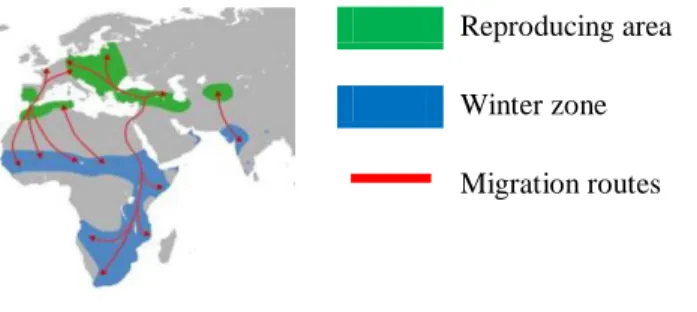 Figure 4. Approximate distribution and migration of White Storks (Wikipedia, Cegonha branca, 2014)