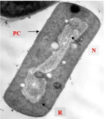 Figura 6: Ultraestrutura de uma célula bacteriana de Gram positivo (PC: parede  celular, N: nucleoide, R: ribossomas) (Silva and Sousa, 1972)