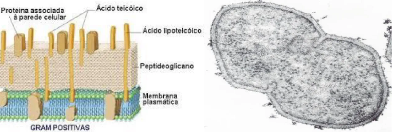 Figura 8: Parede celular de bactéria de Gram positivo (à esquerda, esquema) e respectiva  ultraestrutura à direita (Imagem cedida por J.C