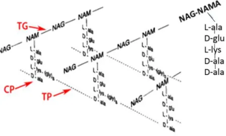 Figura 9: Estrutura química do peptidoglicano (PG) em S. aureus. 