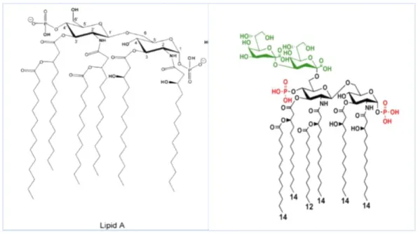 Figura 13. Estrutura molecular do LPS de Escherichia coli. A ligação do lipídeo A à  cadeia polissacarídica é feita por um grupo químico KDO (a verde) (Peschel, 2002)