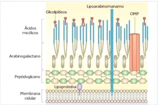 Figura  15.  Estrutura  química  da  PC  de  Mycobacterium  tuberculosis  (Brown  et  al.,  2015b)