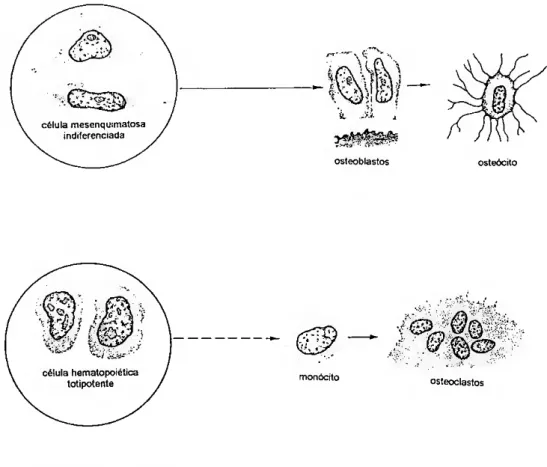 Fig. 2. Esquema simplificado da génese das células ósseas (retirado de Junqueira et ai, 1995)