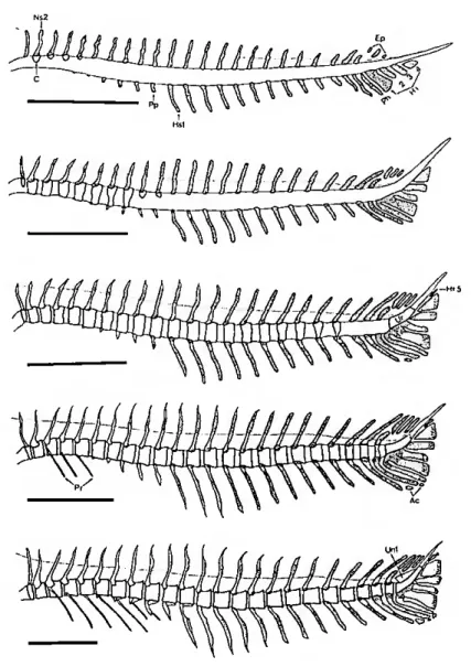 Fig. 3. Diferentes fases do desenvolvimento da coluna vertebral e complexo caudal em P