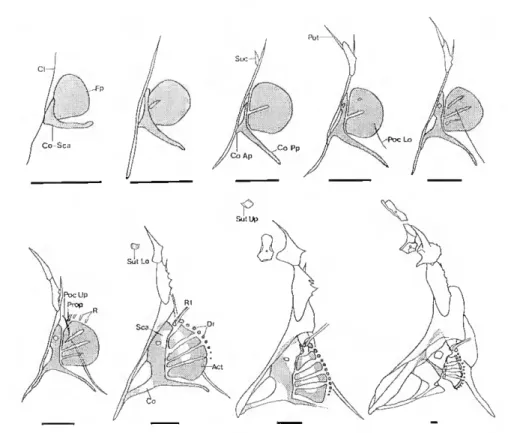 Fig. 6. Diferentes fases do desenvolvimento das barbatanas peitorais e respectiva cintura em P