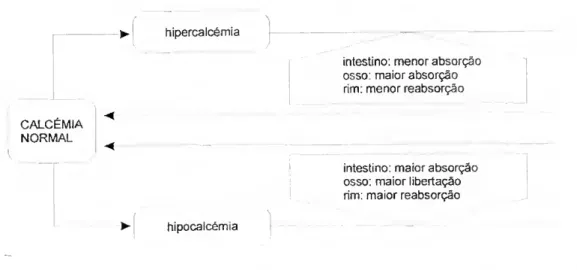 Fig. 10. Mecanismo homeostático da calcémia (retirado de Galhardo &amp; Anaia Cristo, 1989)