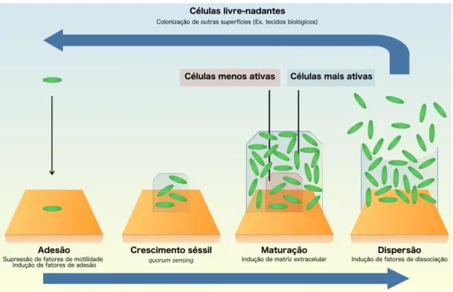 Figura  2.  Desenvolvimento  de  biofilmes  bacterianos  destacando  os  estágios  de  adesão,  crescimento séssil, maturação e dispersão