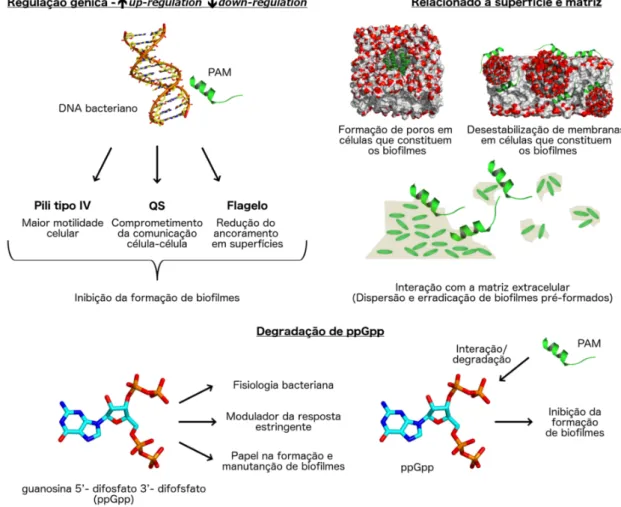 Figura 4. Mecanismos de ação propostos para PAMs com potencial antibiofilme, incluindo a  regulação  de  genes  envolvidos  na  comunicação  e  motilidade  celular,  desestabilização  da  membrana  de  bactérias  que  constituem  os  biofilmes,  dispersão 