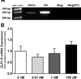 Fig. 1. Identi ﬁ cation and e ﬀ ects of exposure to glucagon like peptide-1 (GLP-1) in its receptor (GLP-1R) in human Sertoli cells