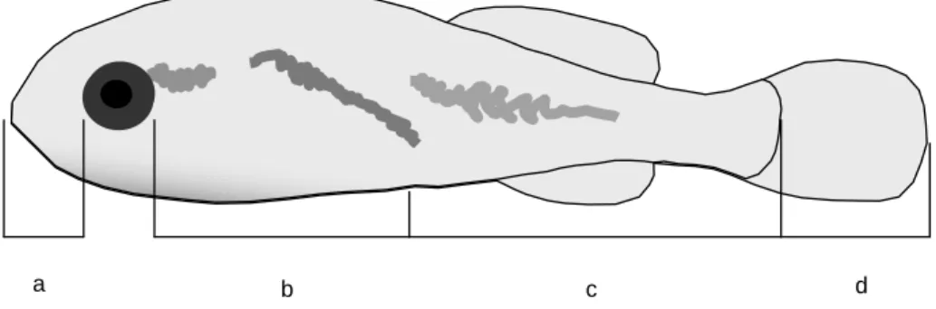 Fig 1. Measurements of body sections (a, b, c and d) of the larvae. a = snout length; b = pre-anal  length, excluding the snout and the eye; c = post-anal length, excluding caudal fin; d = caudal  fin length
