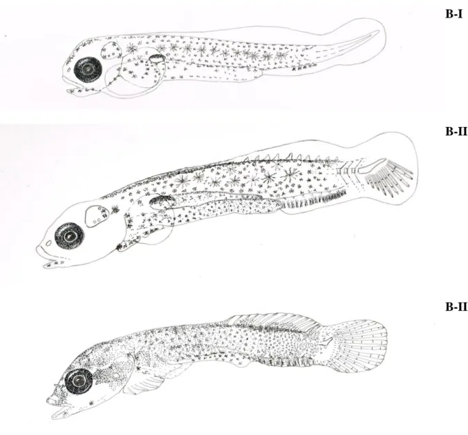 Fig. 2. Larvae of Lepadogaster purpurea (A) and Lepadogaster lepadogaster (B) collected at different  development  stages:  (I)  newly  hatched  larva,  (II)  post-flexion  larva  with  the  caudal  fin  rays  differentiated and with anal and second dorsal