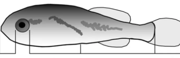 Fig. 1. Sciaenops ocellatus. Measurements of body sections of the larvae. a: snout length; b: pre-anal length, excluding the snout and the eye; c: post-anal length, excluding caudal fin; 