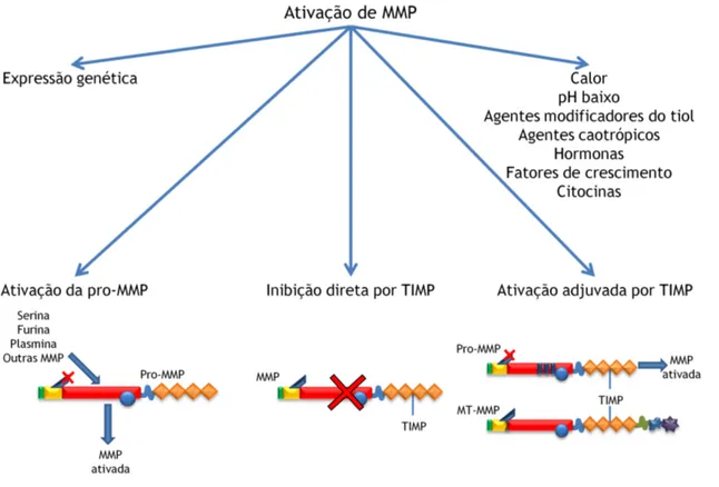 Figura 8 - Diagrama da ativação das metaloproteinases. 