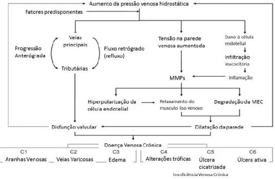 Figura  1  Mecanismos  da  formação  de  veias  varicosas.  Adaptado  de  Raffetto  et  al