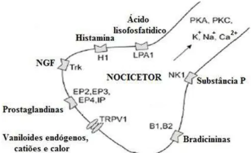 Figura 5 - Sensibilização de nocicetores (adaptado de Nickel et al., 2012).  