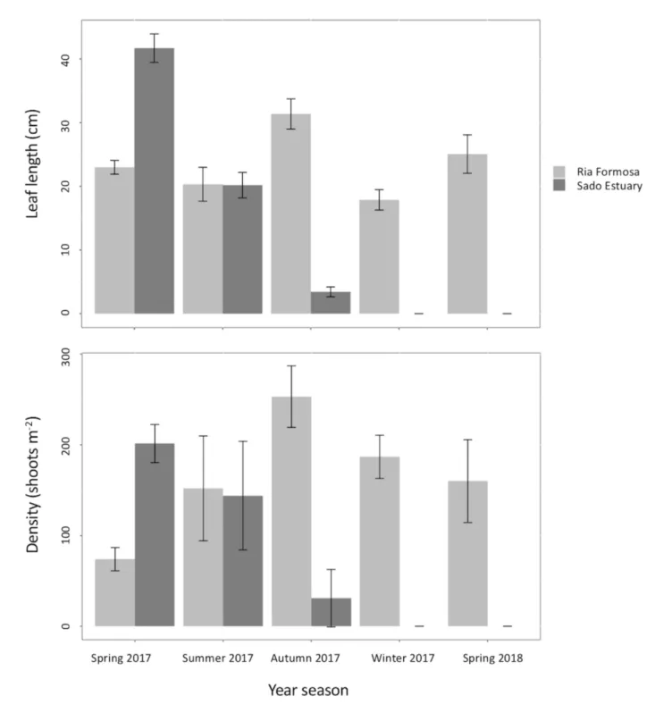 FIGURE 8 | Seasonal density (shoots m −2 ) and canopy height (cm) of Z. marina along 1 year